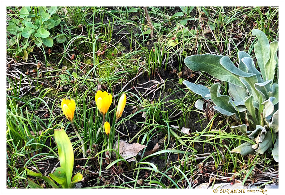 Le Jaune pointe son nez