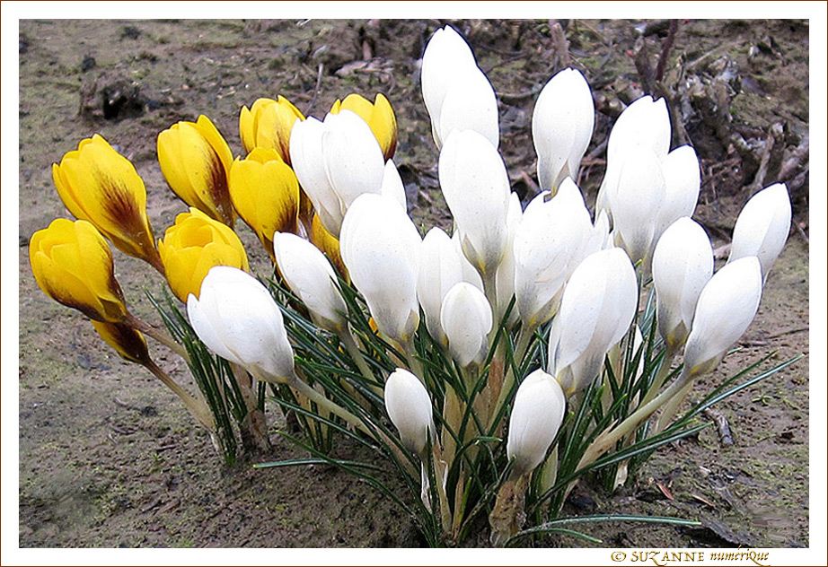 Elles ont perc� la neige