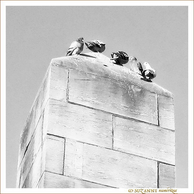 Nan, pas envie de jouer � pigeon vole�! -- 06/08/14