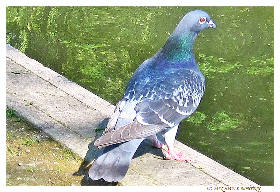 Pigeons-nous�?