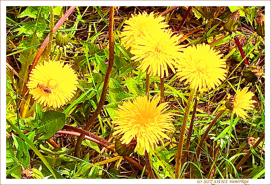 Le petit monde � nos pieds -002- 2022 -- 28/05/22