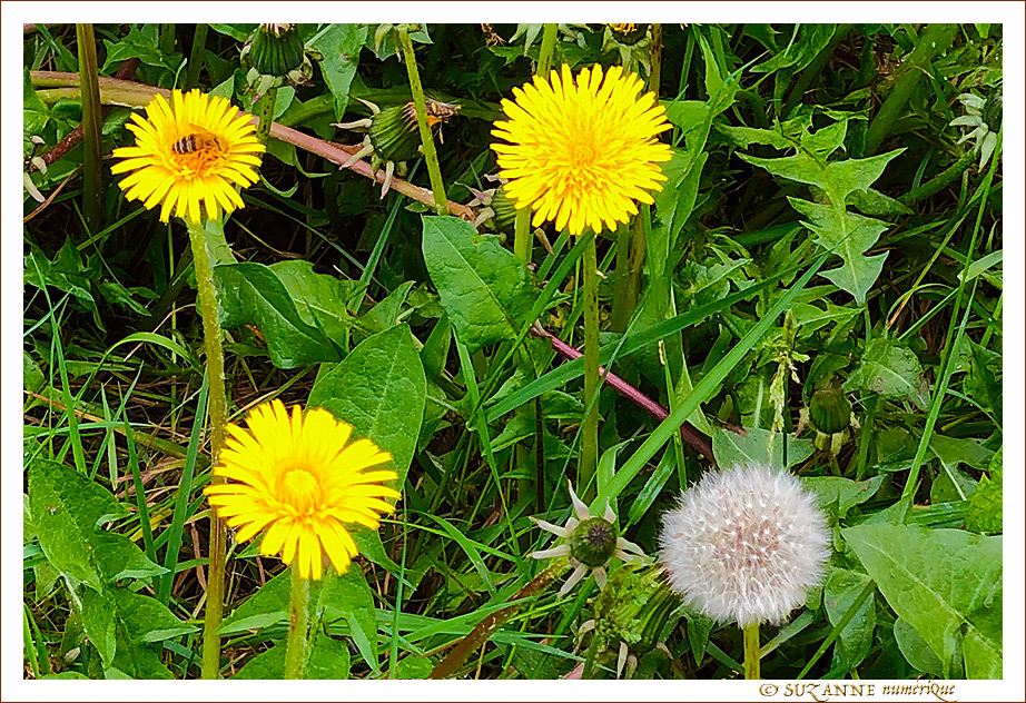 Le petit monde � nos pieds -001- 2022 -- 04/05/22