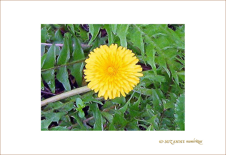 Petit Soleil -- 07/04/05