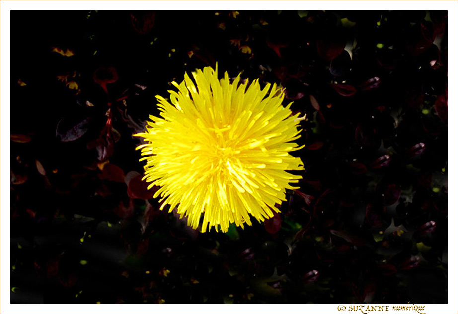 Pompon jaune dans sa galaxie