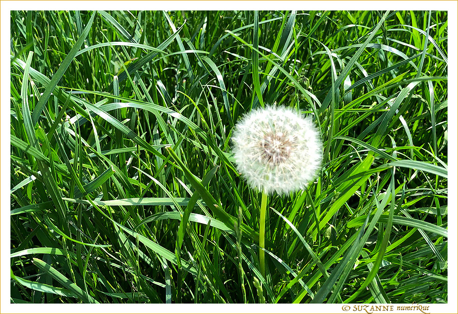 Sous le Soleil -06- Printemps 2021