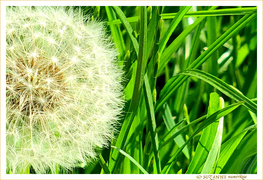 Sous le Soleil -07- Printemps 2021