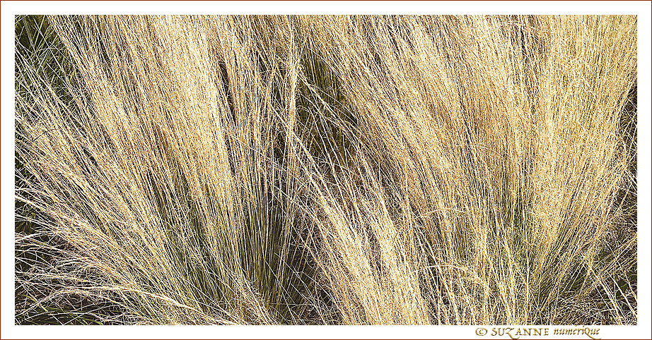 Dor� par le Soleil - �t� 2022 -- 03/08/22