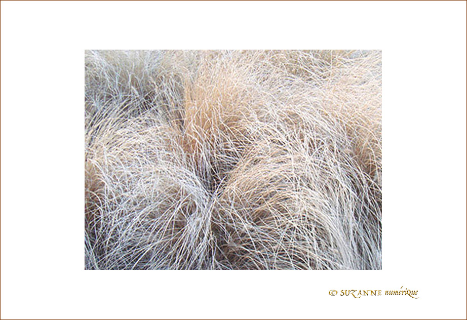 Caresses hivernales -1-