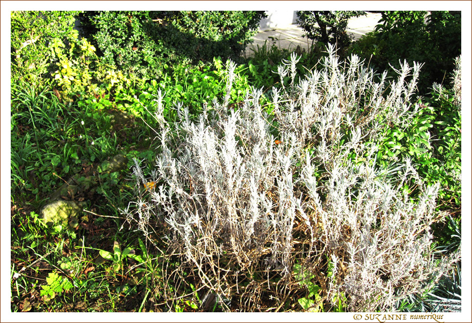 Quand le Printemps est h�sitant  -- 22/03/17