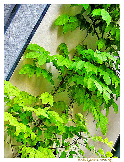 Coin vert