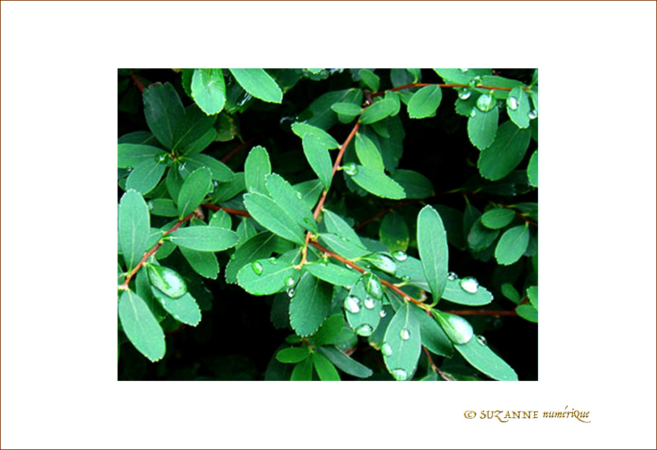 Pluie d'�t� -- 23/08/07