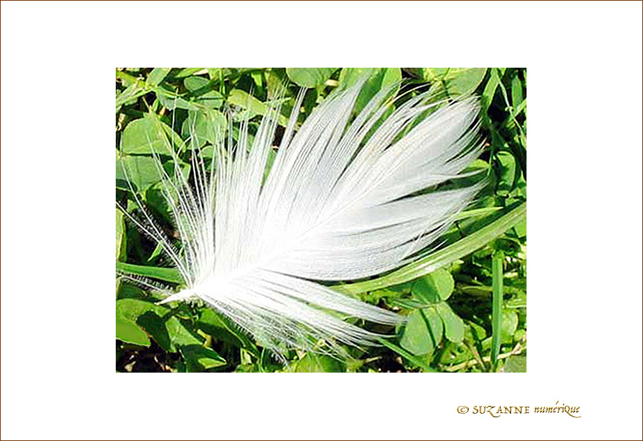 La Plume, interpr�te de la Pens�e�!