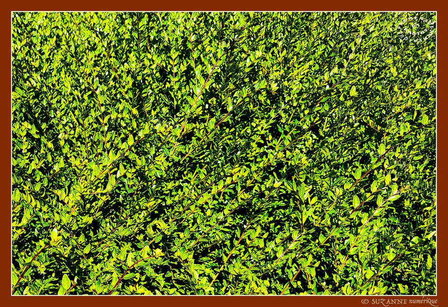Le Printemps dans la Rue 2026 -7- -- 12/06/26