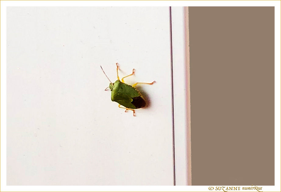 Une Punaise sur un Mur, qui picote.... :-) -- 02/11/20