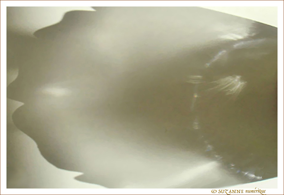 Patte de plume -- 07/06/09