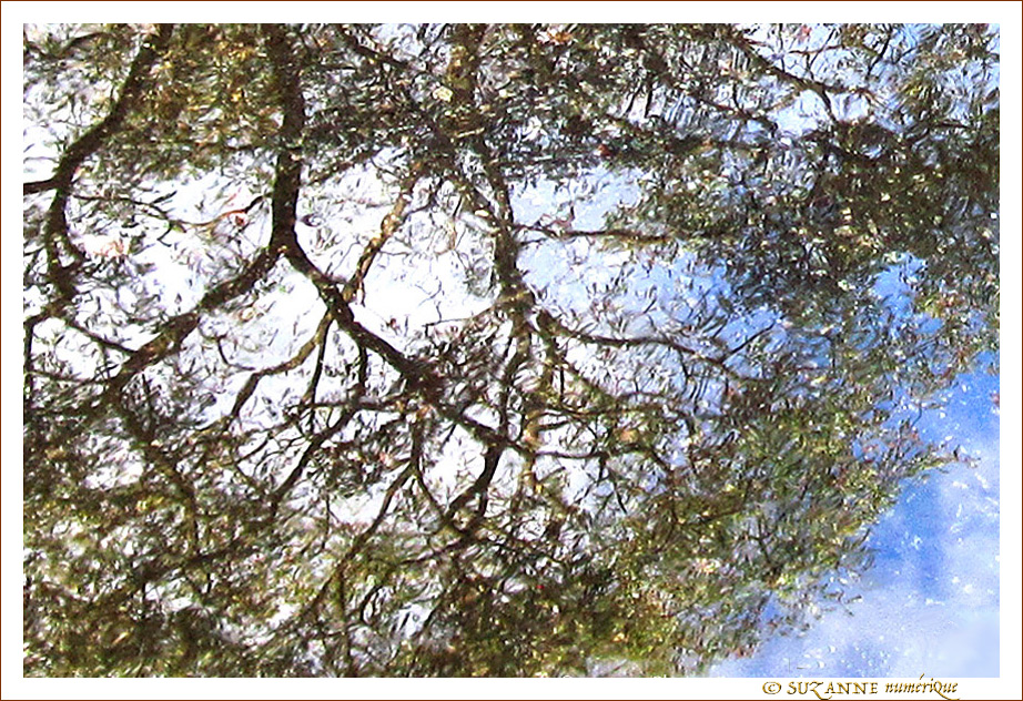 Quand les Arbres se refl�tent sous la Pluie -- 09/12/17