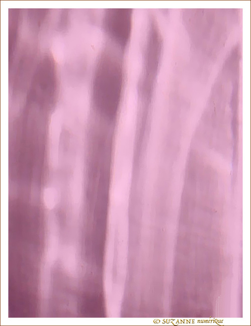 Roses reflets