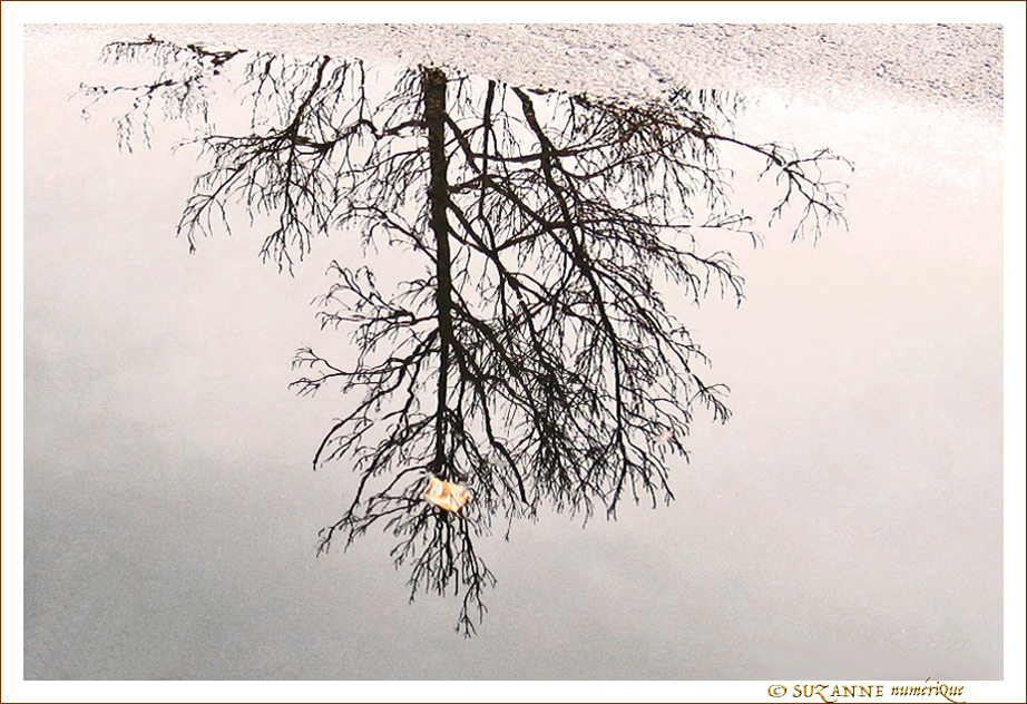 Feuille Jaune -- 17/12/15