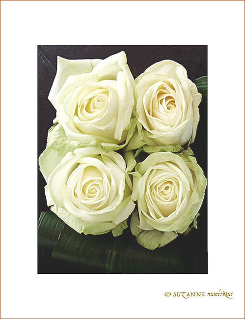 Roses blanches. Puret� et Innocence.