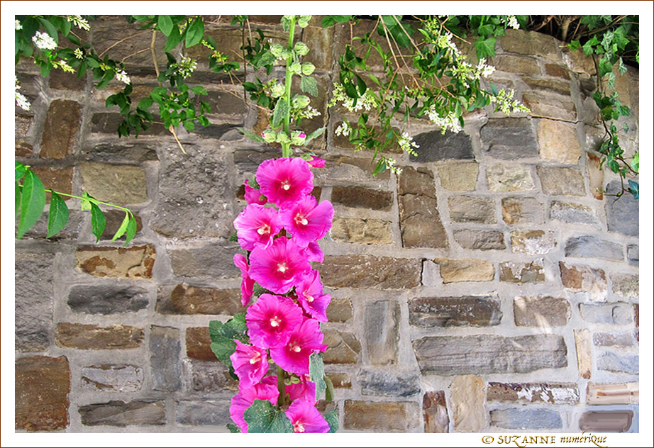 Quand les Roses cherchent un appui -- 16/07/13