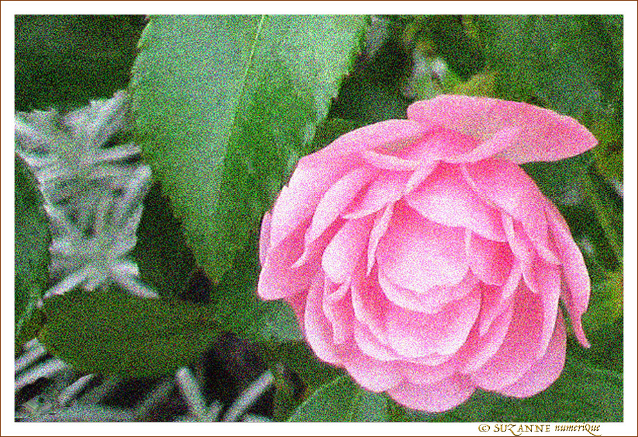Rose d'automne