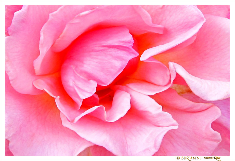 Rose d'�t�