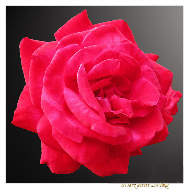 Rose pour f�te des m�res