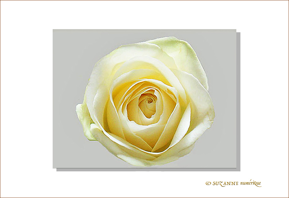 Rose blanche