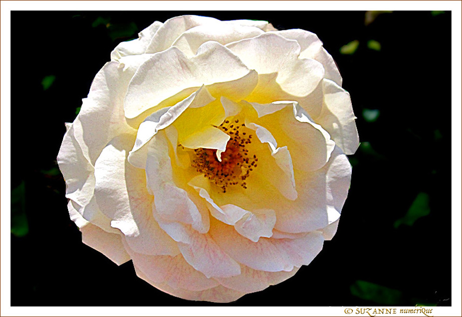 Blancheur de fleur
