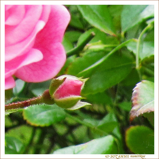Rose espoir