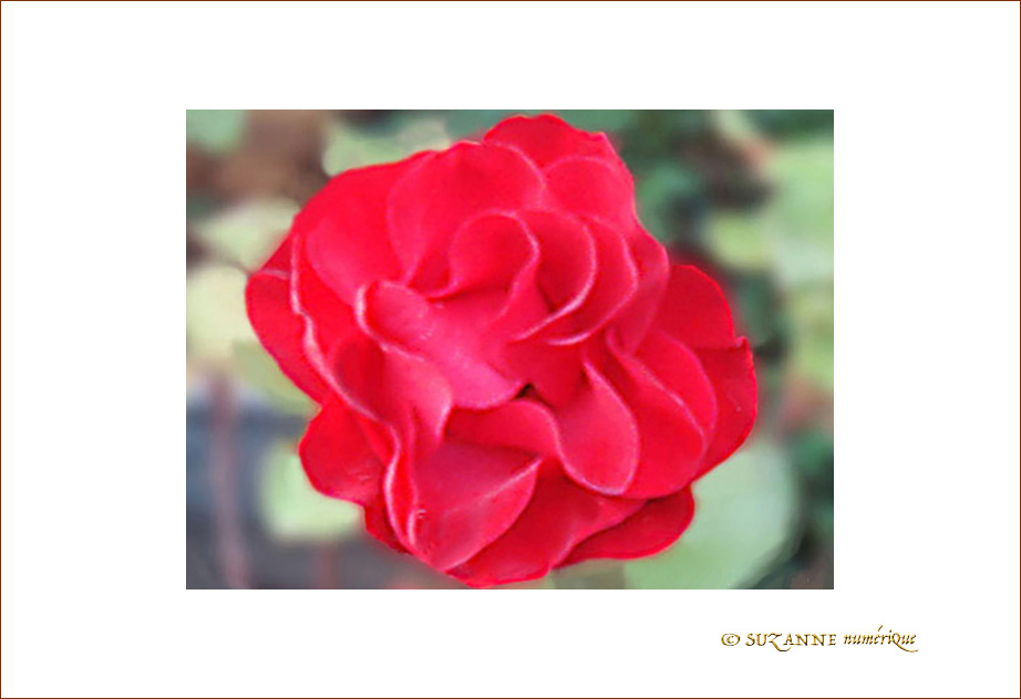 Rose rouge d'octobre