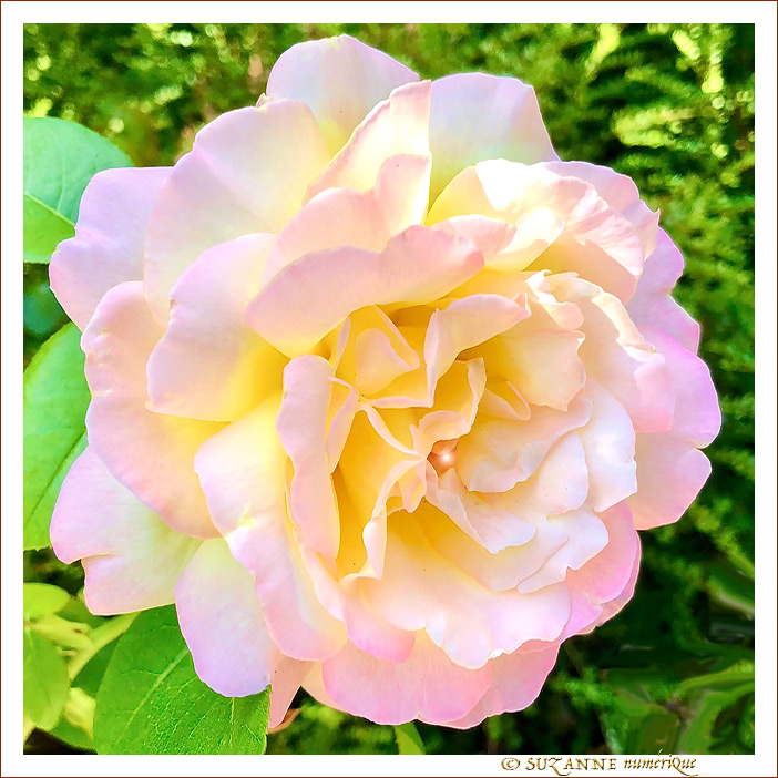 Rose Tendre