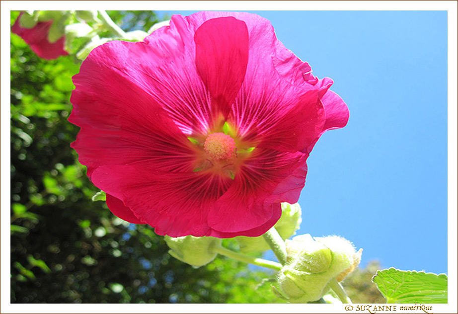 Au vent d'�t�