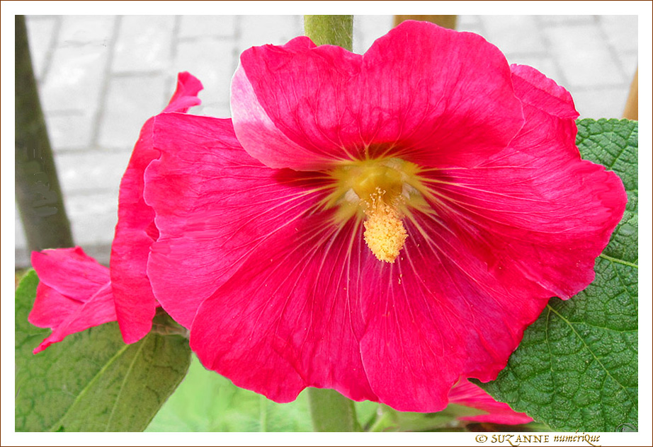 Rose en Robe de Cocktail 