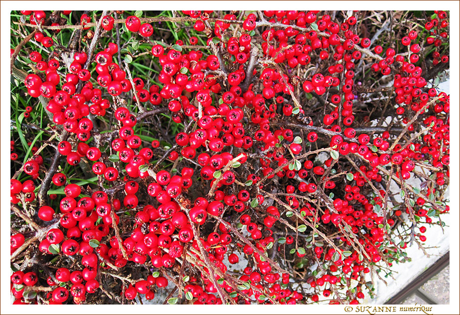 2014 voit F�vrier en Rouge