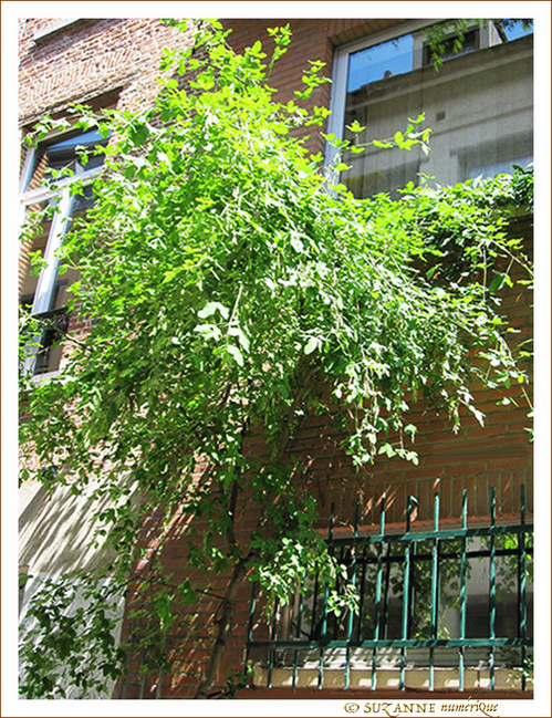 Quand le jardin est dans la rue
