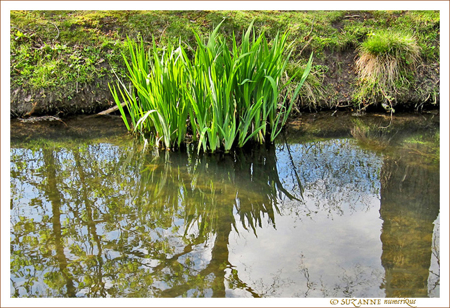 La nature s'habille de nouveau