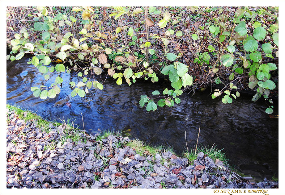 Fl�ne, petit ruisseau d'automne