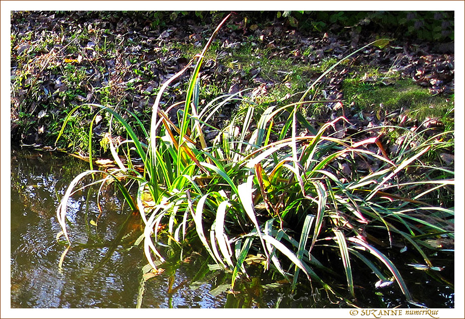 Au bord du ruisseau