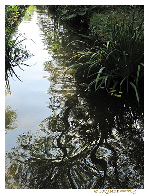 Arabesques sur ruisseau