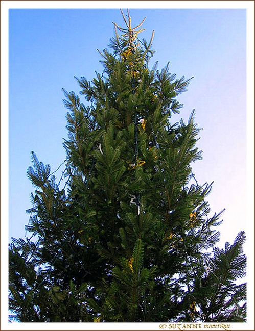 Sapin de No�l 2009