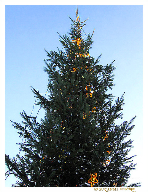Sapin �toil�