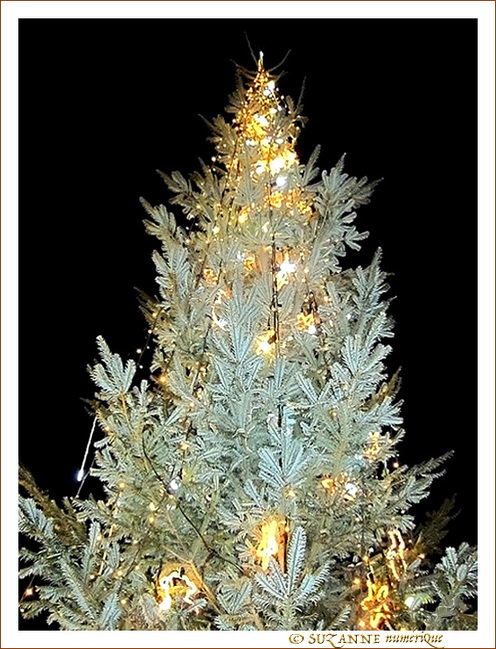 Sapin sous la neige d'argent