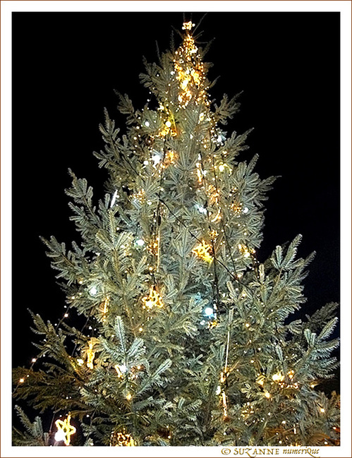 Sapin scintillant dans la nuit Sapin scintillant dans la nuit