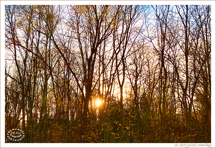 Le Soleil froid, p�le et doux -- 17/01/25