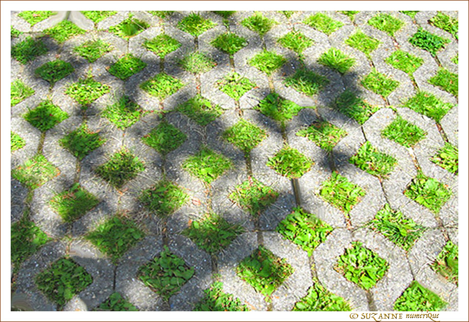 Verts losanges -- 29/07/09