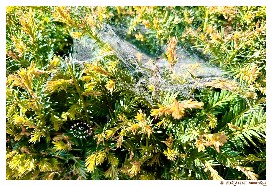 Le Printemps dans la Rue 2026 -6- -- 06/06/26