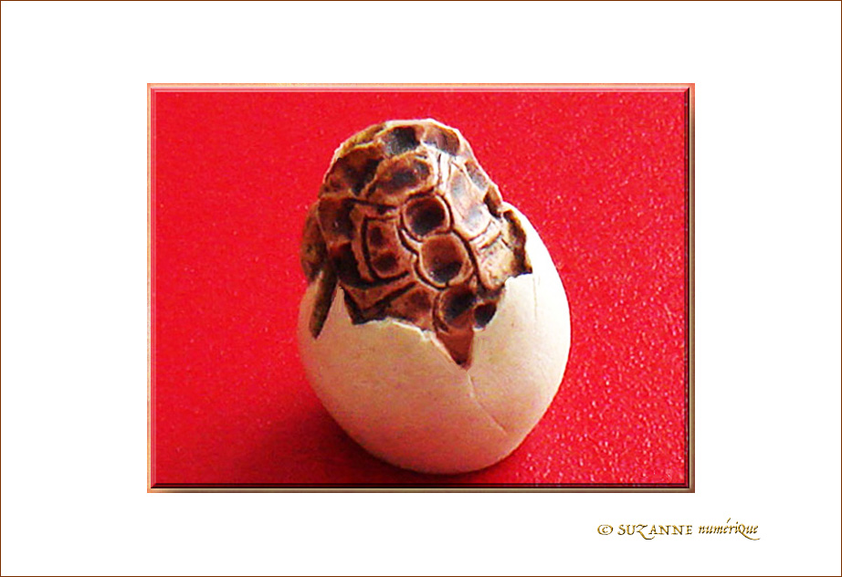 Naissance d'une Tortue