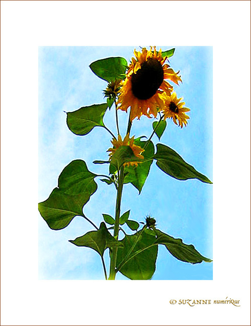 Tournesol d'Octobre