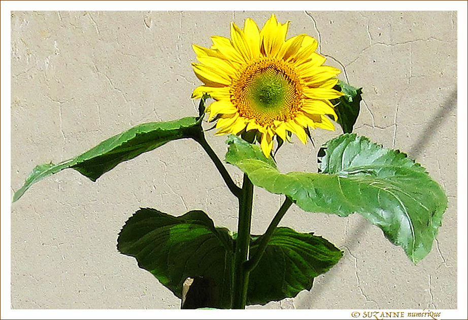 Mur au Soleil Mur au Soleil